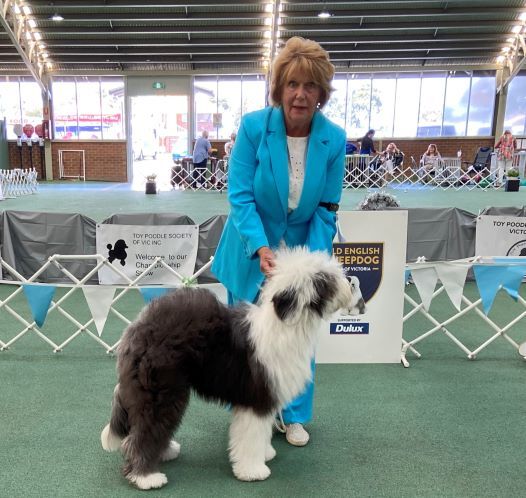 Malolgi old hot sale english sheepdogs